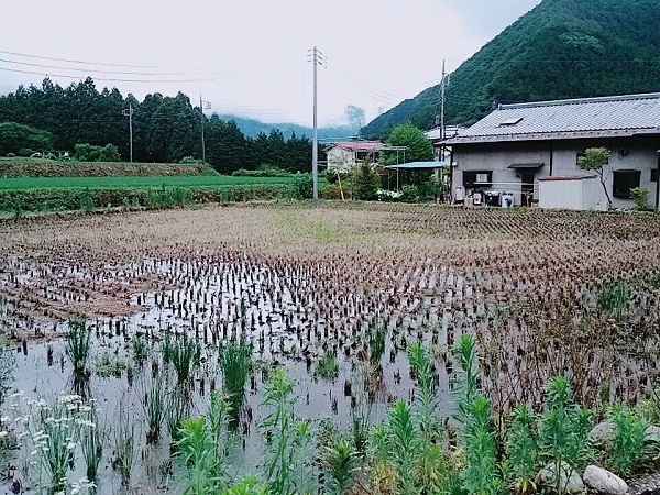 太古前企画4 田んぼ